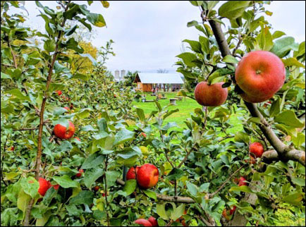 Apple Season in Wisconsin at Castle La Crosse