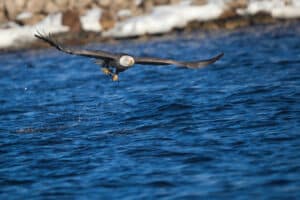 Eagle soaring over the river near the National Eagle Center in Wabasha