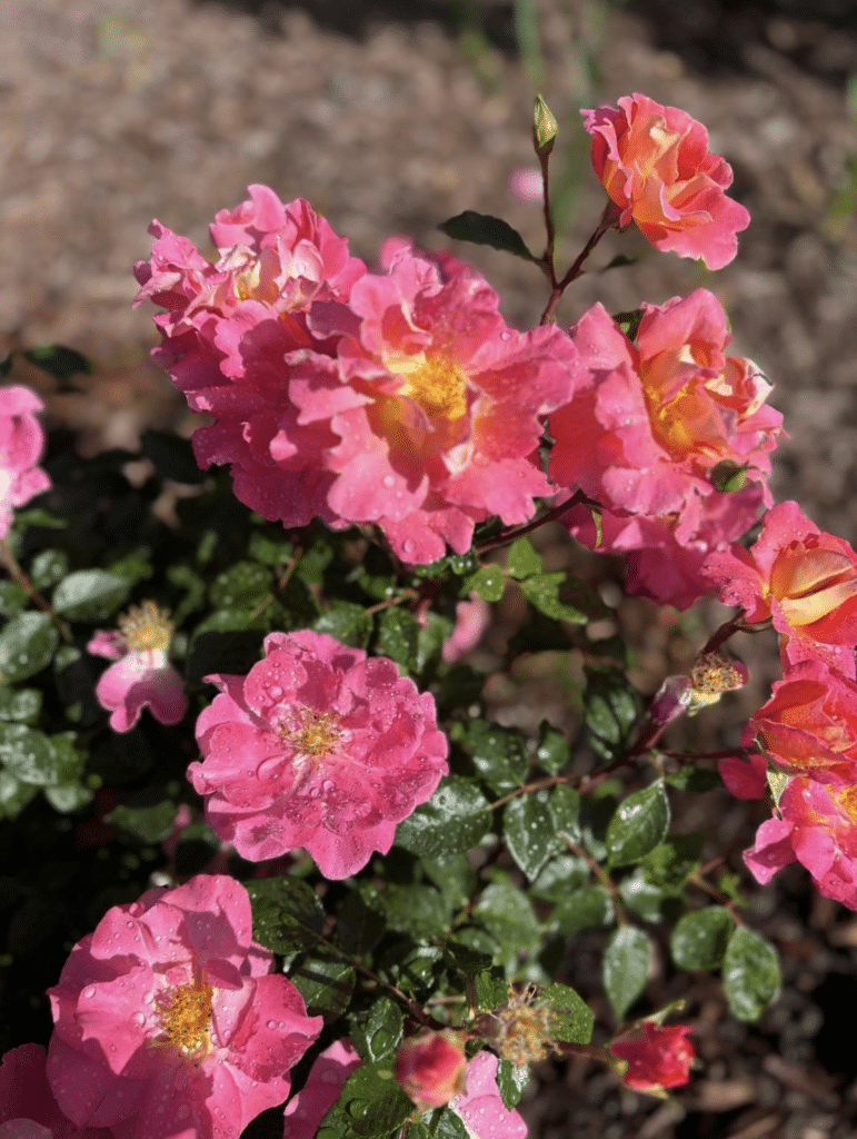 Our Collective Heritage story 1 Our Collective Heritage story 1